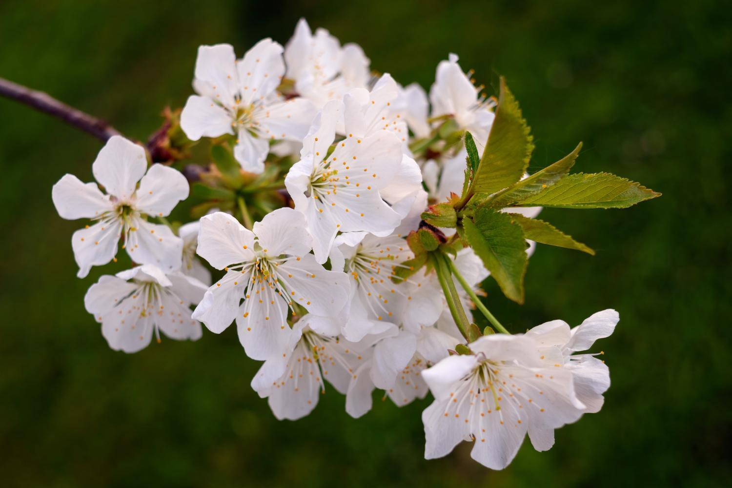 Room In Guest Room - Double Room Apple Blossom Schuttertal Exteriör bild